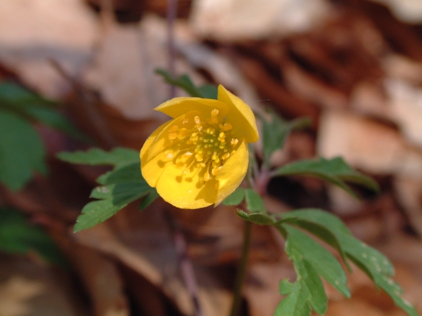 Anemone ranunculoides / Anemone gialla
